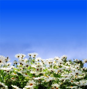 高清唯美菊花图片下载